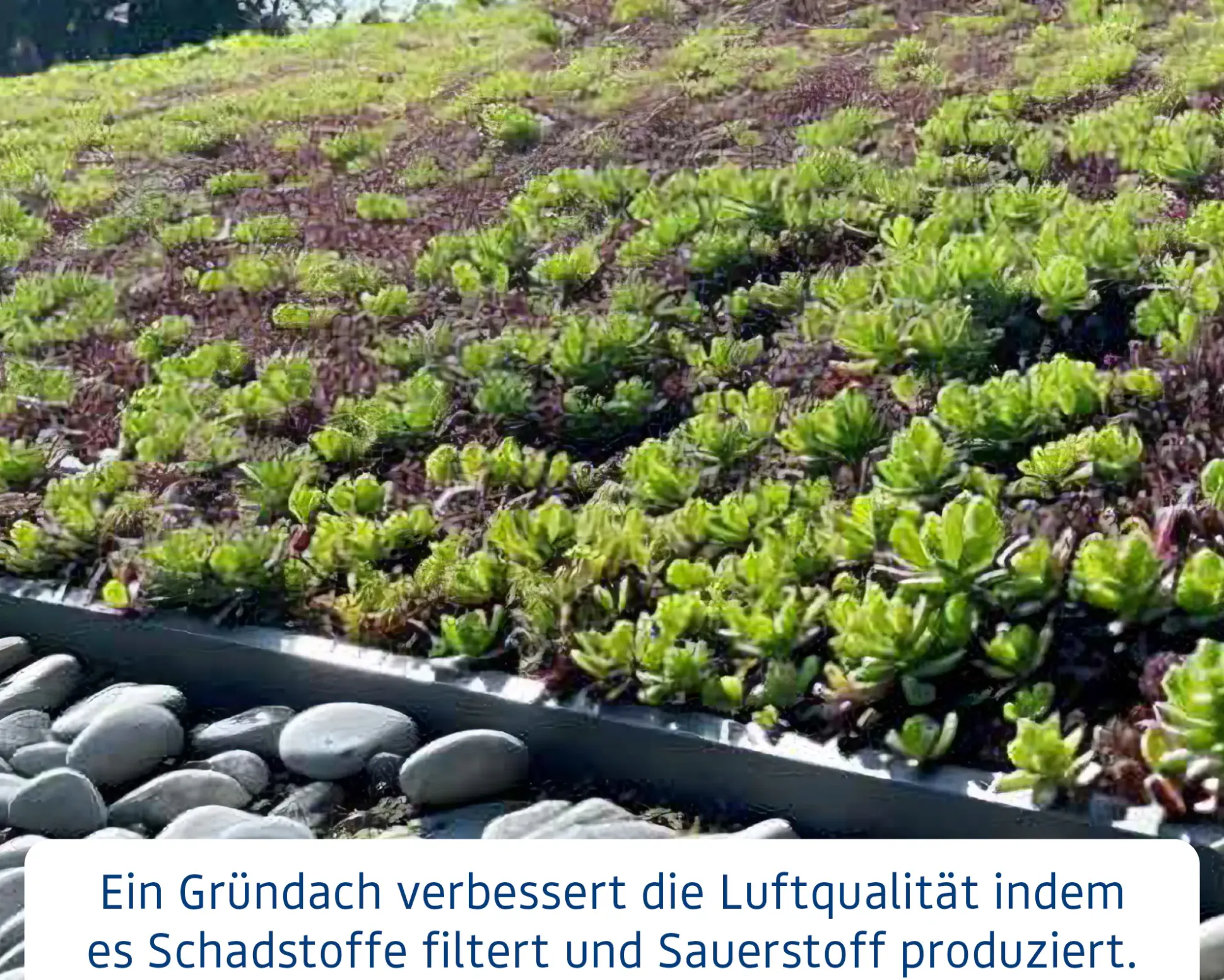 EcoStar Dachrahmen für Gründach Pultdach Typ 2 grün