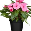 Edellieschen Impatiens Neu-Guinea H 22,5 cm 12 cm Topf