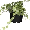 Efeu Hedera grün 13 cm Topf 13 cm Topf