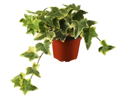 Efeu Hedera Yellow Ripple 13 cm Topf