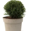 Eibe Kugel 25-30 cm 5 l Container
