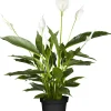 Einblatt Spathiphyllum Torelli H ca. 40 cm 12 cm Topf