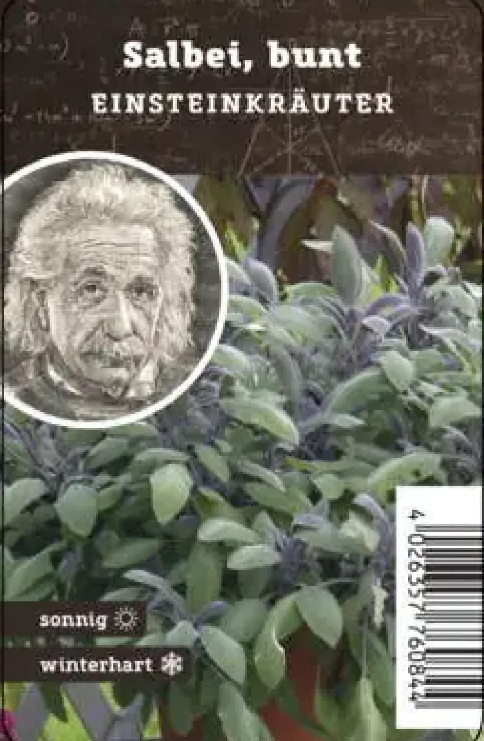 Einsteinkräuter - Salbei 12 cm Topf