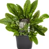Einsteinkräuter Blutsauerampfer 12 cm Topf