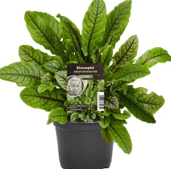Einsteinkräuter Blutsauerampfer 12 cm Topf