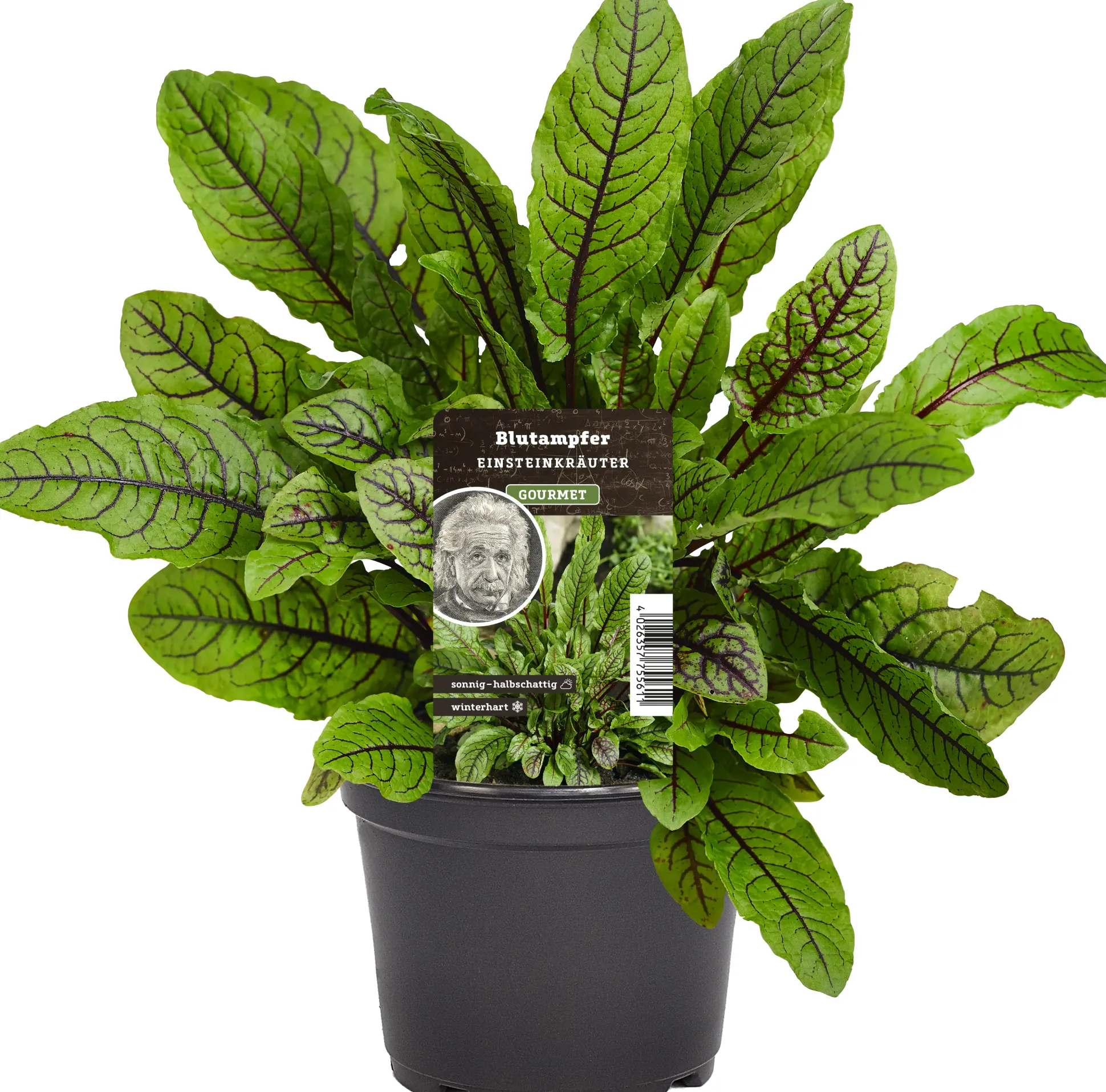 Einsteinkräuter Blutsauerampfer 12 cm Topf