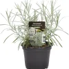 Einsteinkräuter Currykraut 12 cm Topf