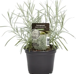 Einsteinkräuter Currykraut 12 cm Topf