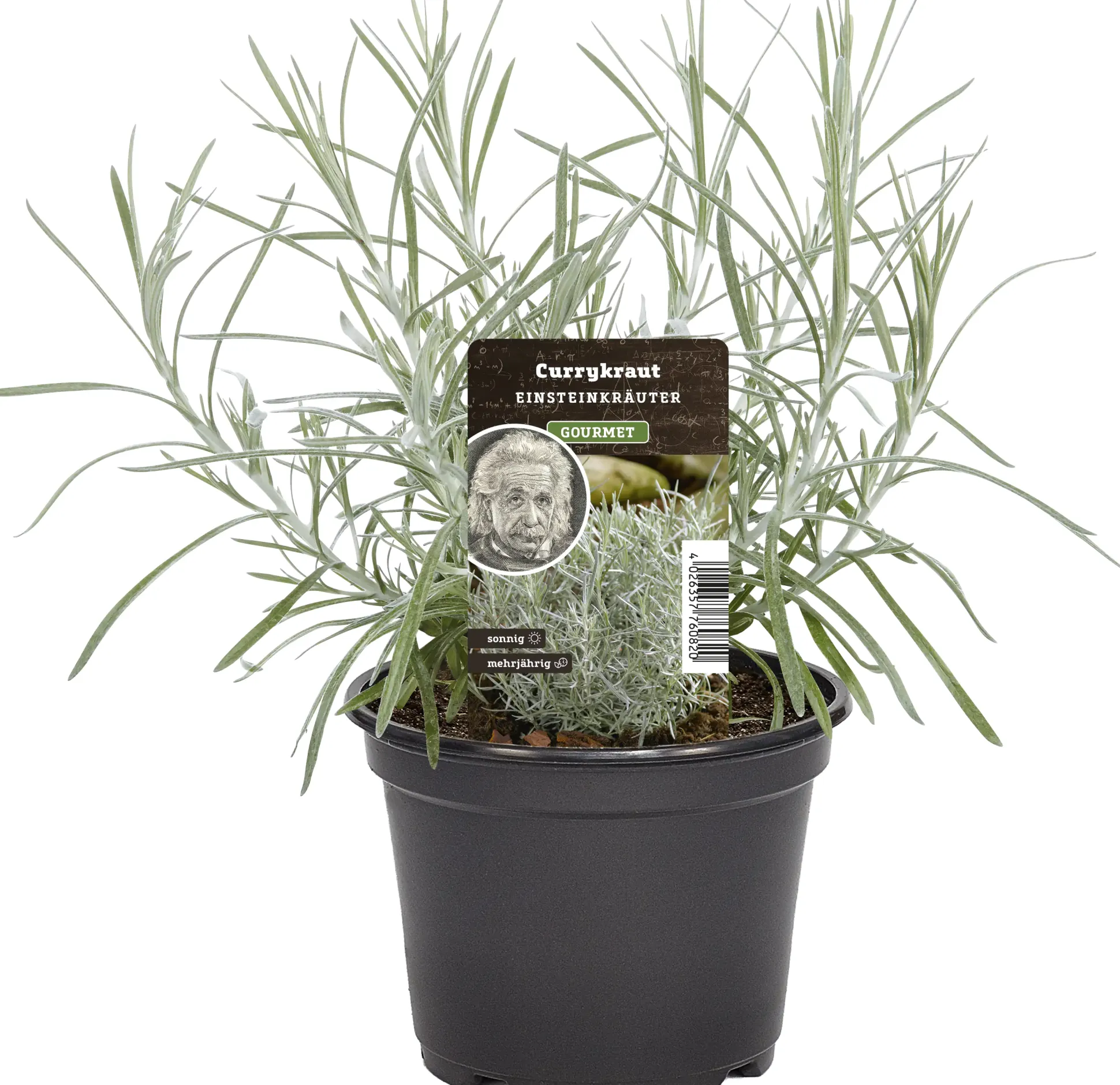 Einsteinkräuter Currykraut 12 cm Topf