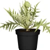 Einsteinkräuter Cynara cardunculus subsp. Scolymus Artischocke 13 cm Topf