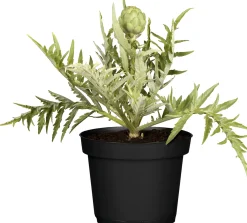 Einsteinkräuter Cynara cardunculus subsp. Scolymus Artischocke 13 cm Topf