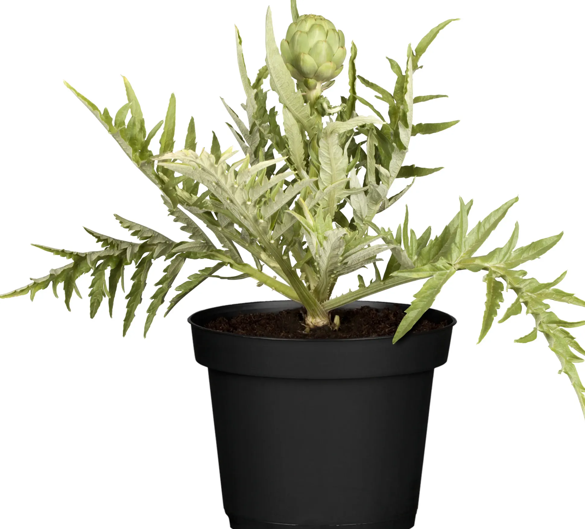Einsteinkräuter Cynara cardunculus subsp. Scolymus Artischocke 13 cm Topf