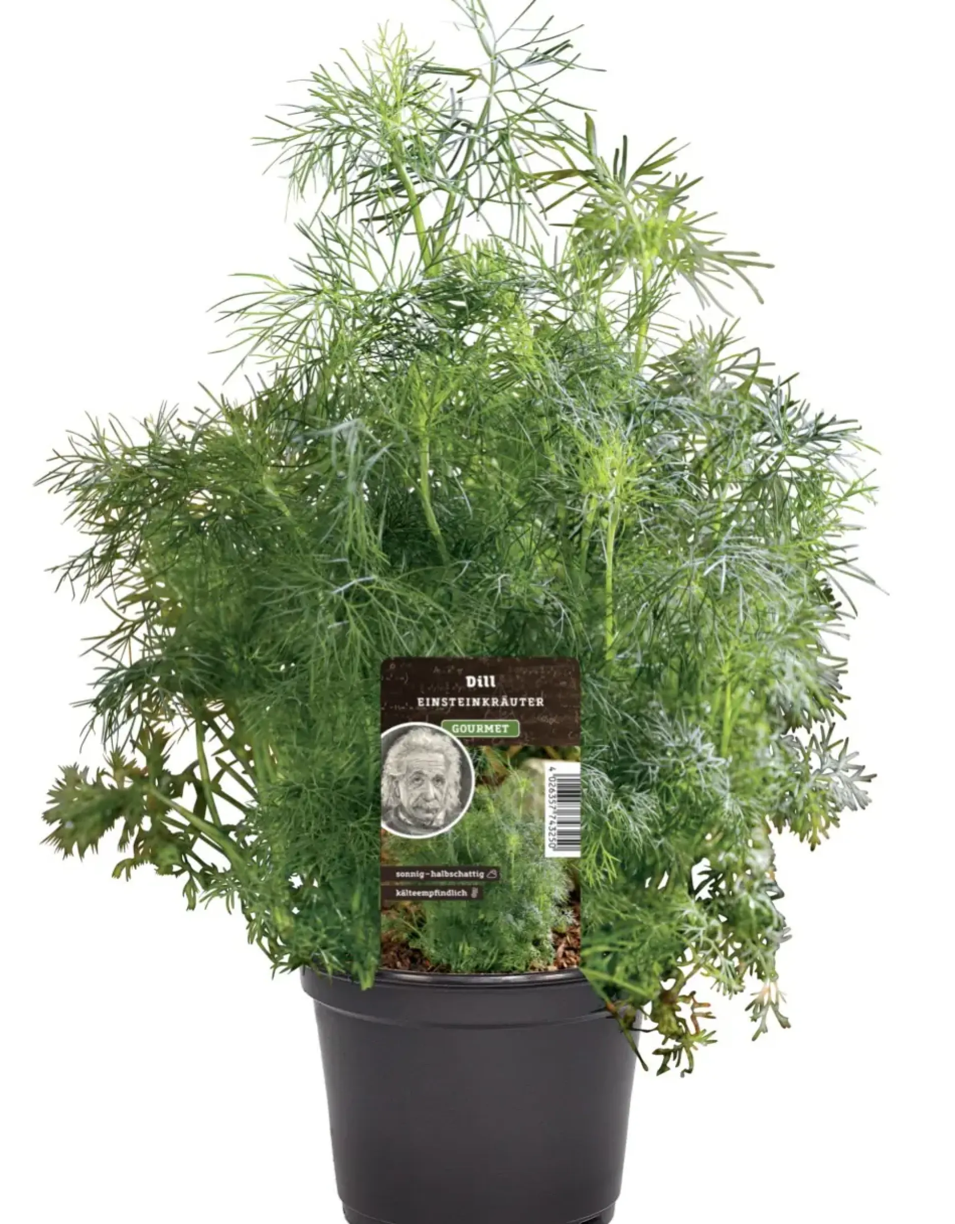 Einsteinkräuter Dill 12 cm Topf