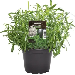 Einsteinkräuter Estragon 12 cm Topf