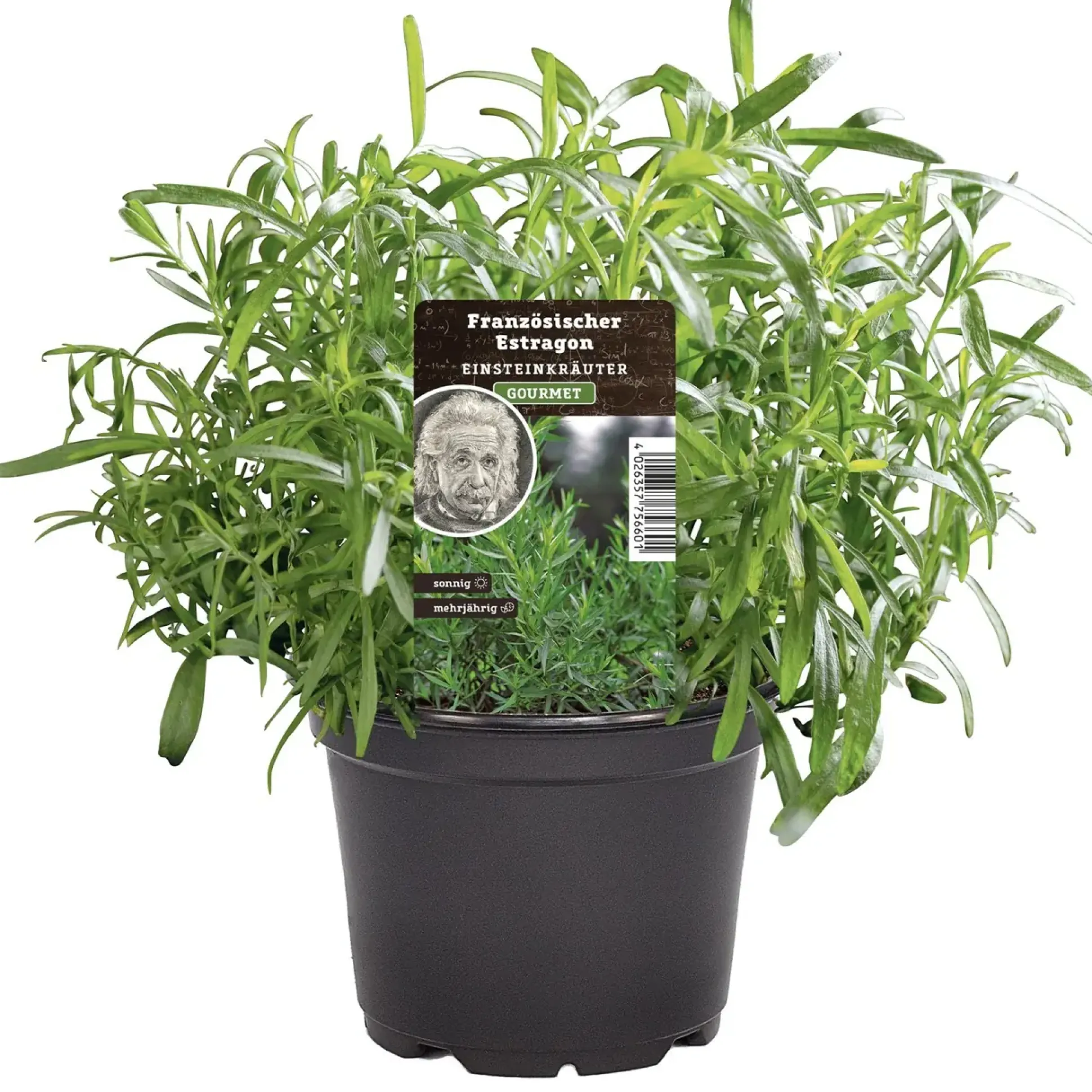 Einsteinkräuter Estragon 12 cm Topf