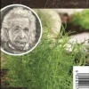Einsteinkräuter Olivenkraut 12 cm Topf