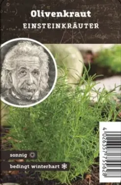 Einsteinkräuter Olivenkraut 12 cm Topf