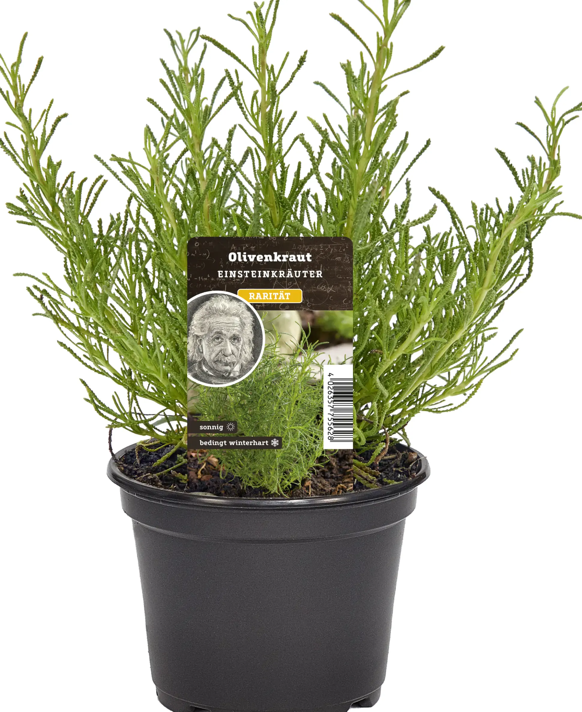 Einsteinkräuter Olivenkraut 12 cm Topf