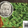 Einsteinkräuter Pimpenelle 12 cm Topf