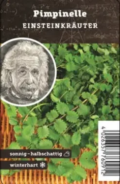 Einsteinkräuter Pimpenelle 12 cm Topf