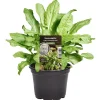 Einsteinkräuter Sauerampfer 12 cm Topf