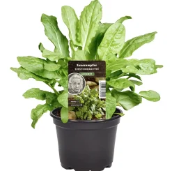 Einsteinkräuter Sauerampfer 12 cm Topf