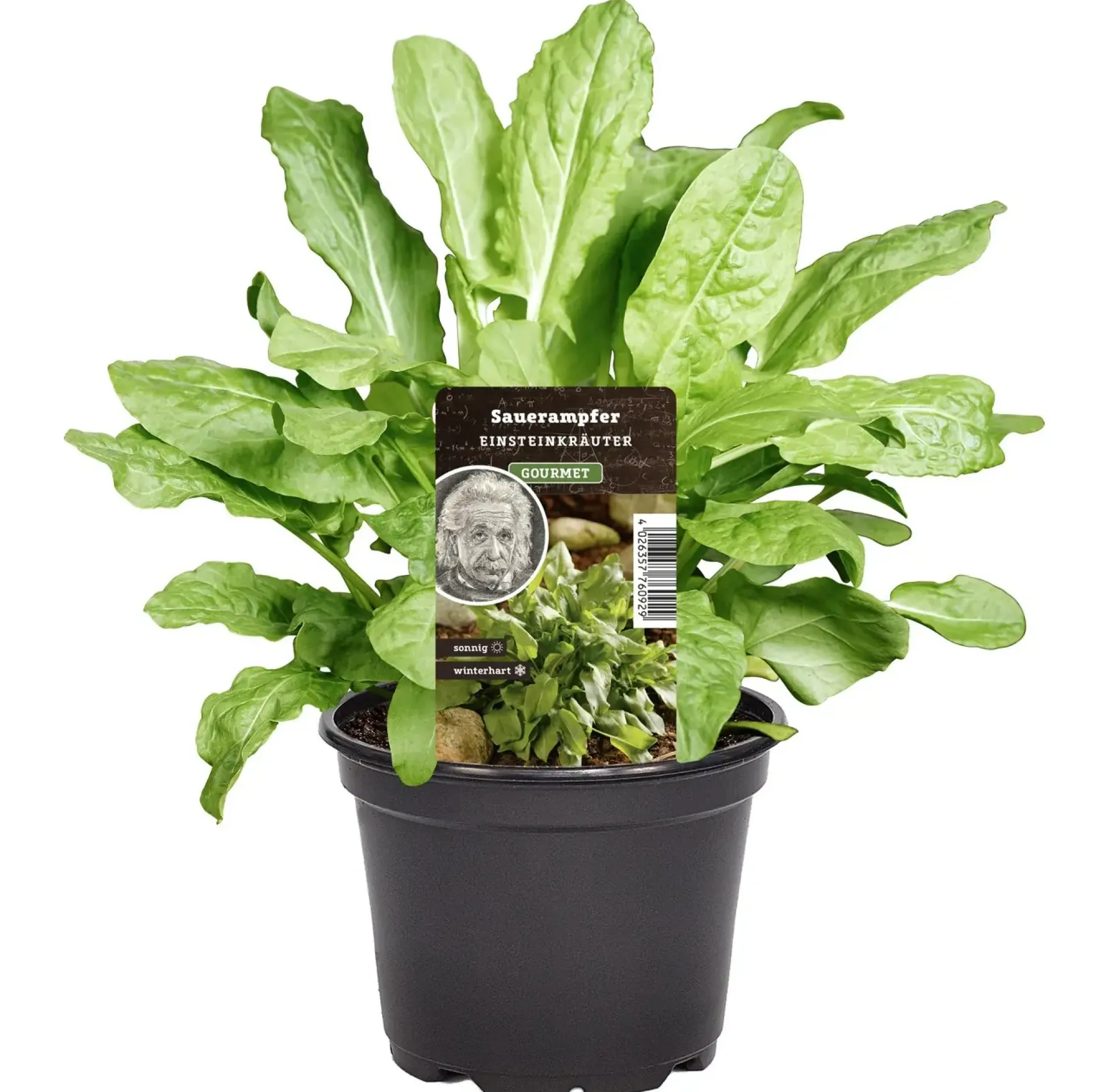 Einsteinkräuter Sauerampfer 12 cm Topf