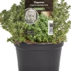 Einsteinkräuter Thymian vulgaris 12 cm Topf