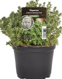 Einsteinkräuter Thymian vulgaris 12 cm Topf
