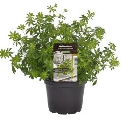 Einsteinkräuter Waldmeister 12 cm Topf