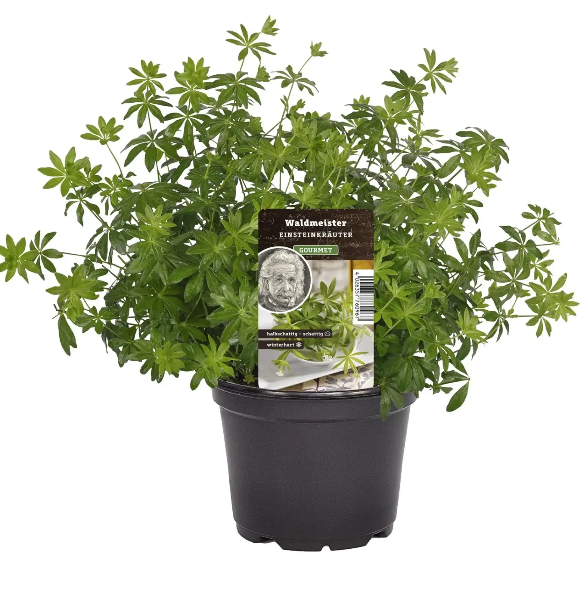 Einsteinkräuter Waldmeister 12 cm Topf