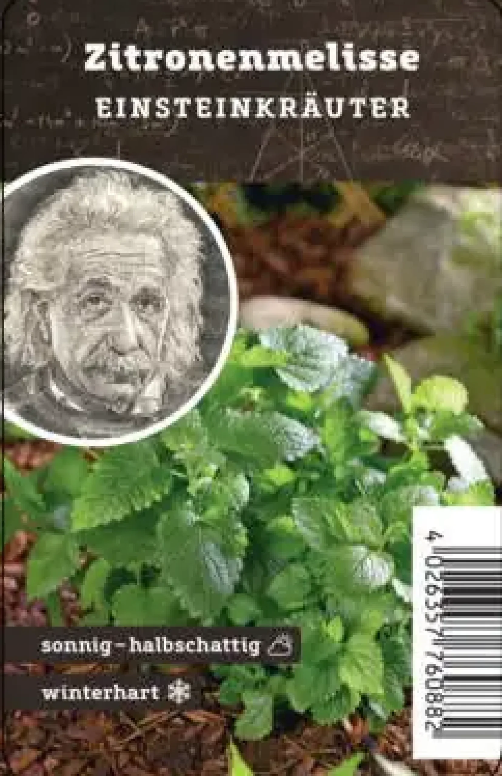 Einsteinkräuter Zitronenmelisse 12 cm Topf