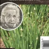 Einsteinkräuter Zwiebelröhrle 12 cm Topf