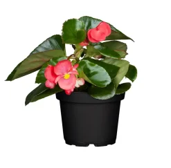Eisbegonie Begonia semperflorens H 15 cm 10,5 cm Topf