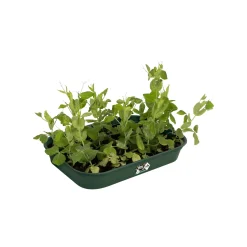 Elho Anzuchtschale Green Basic Gr. M laubgrün 36 x 26 cm