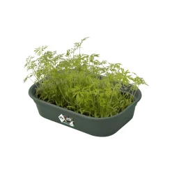 Elho Anzuchtschale Green Basic Gr. S laubgrün 24 x 17 cm