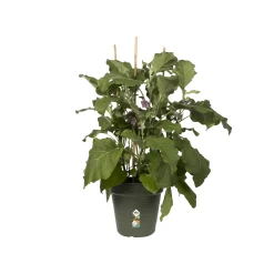 Elho Anzuchtstopf Green Basics Ø 13 cm grün
