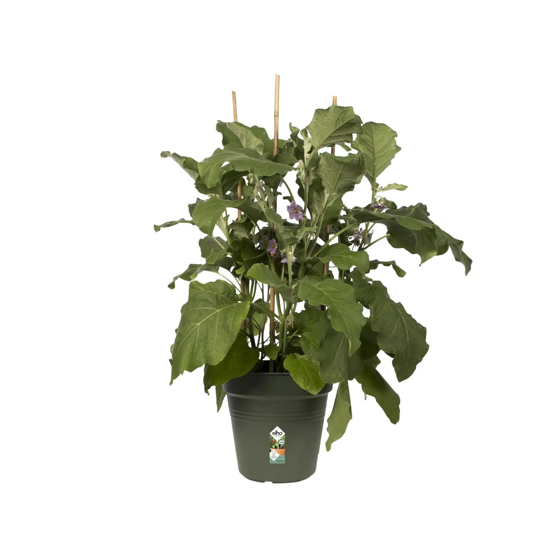Elho Anzuchtstopf Green Basics Ø 19 cm grün