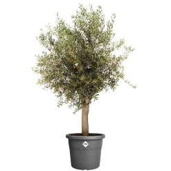 Elho Blumentopf Algarve Cilindro Ø 40 x 33 cm anthrazit