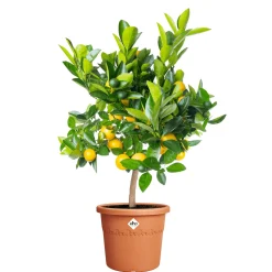 Elho Blumentopf Algarve Cilindro Ø 30 x 25 cm terra