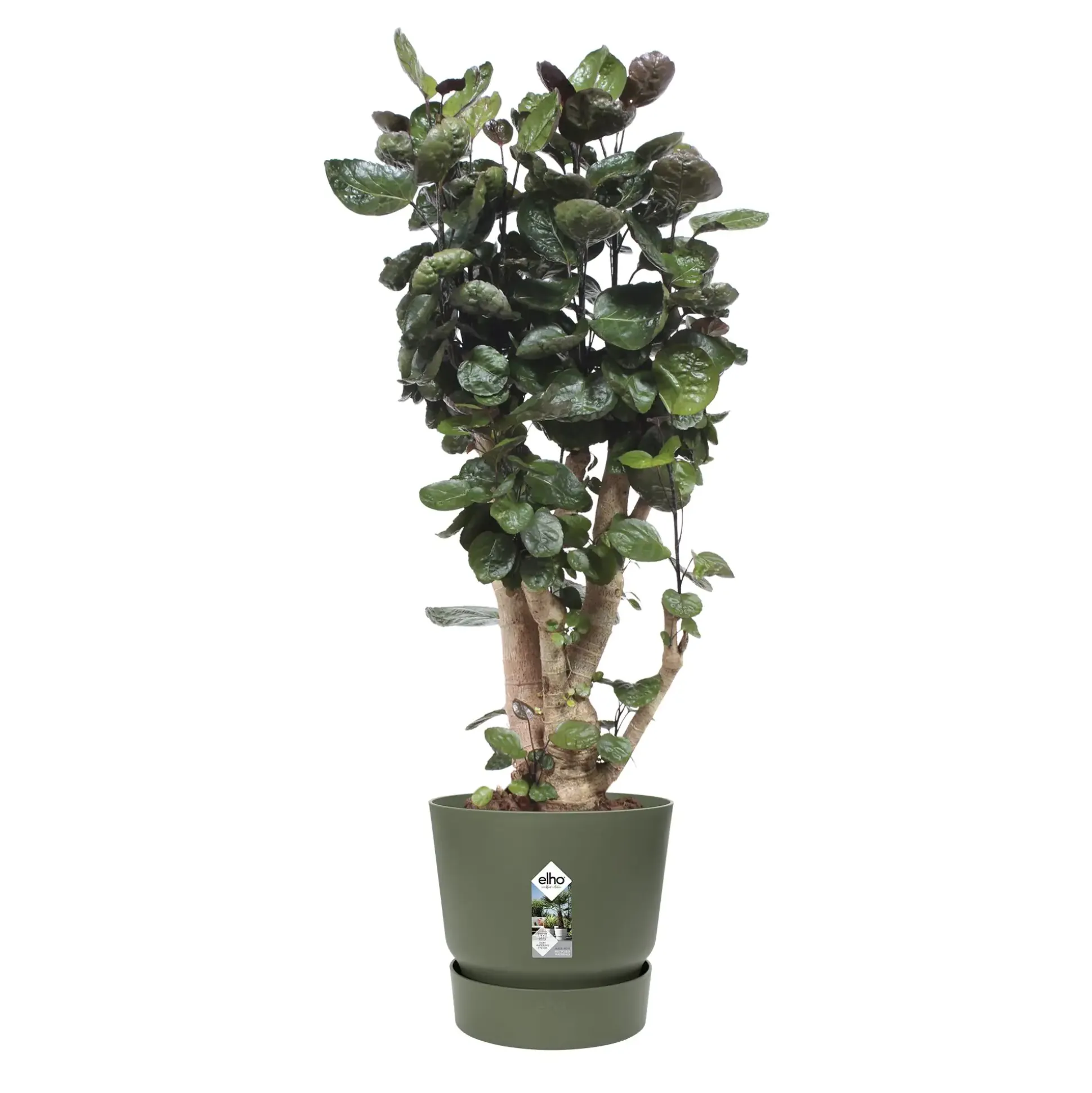 Elho Pflanztopf Greenville Ø 40 x 37 cm laubgrün