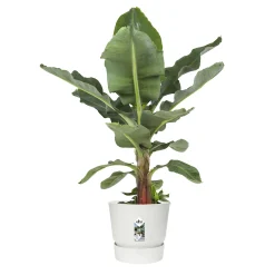 Elho Pflanztopf Greenville Ø 40 x 37 cm weiß