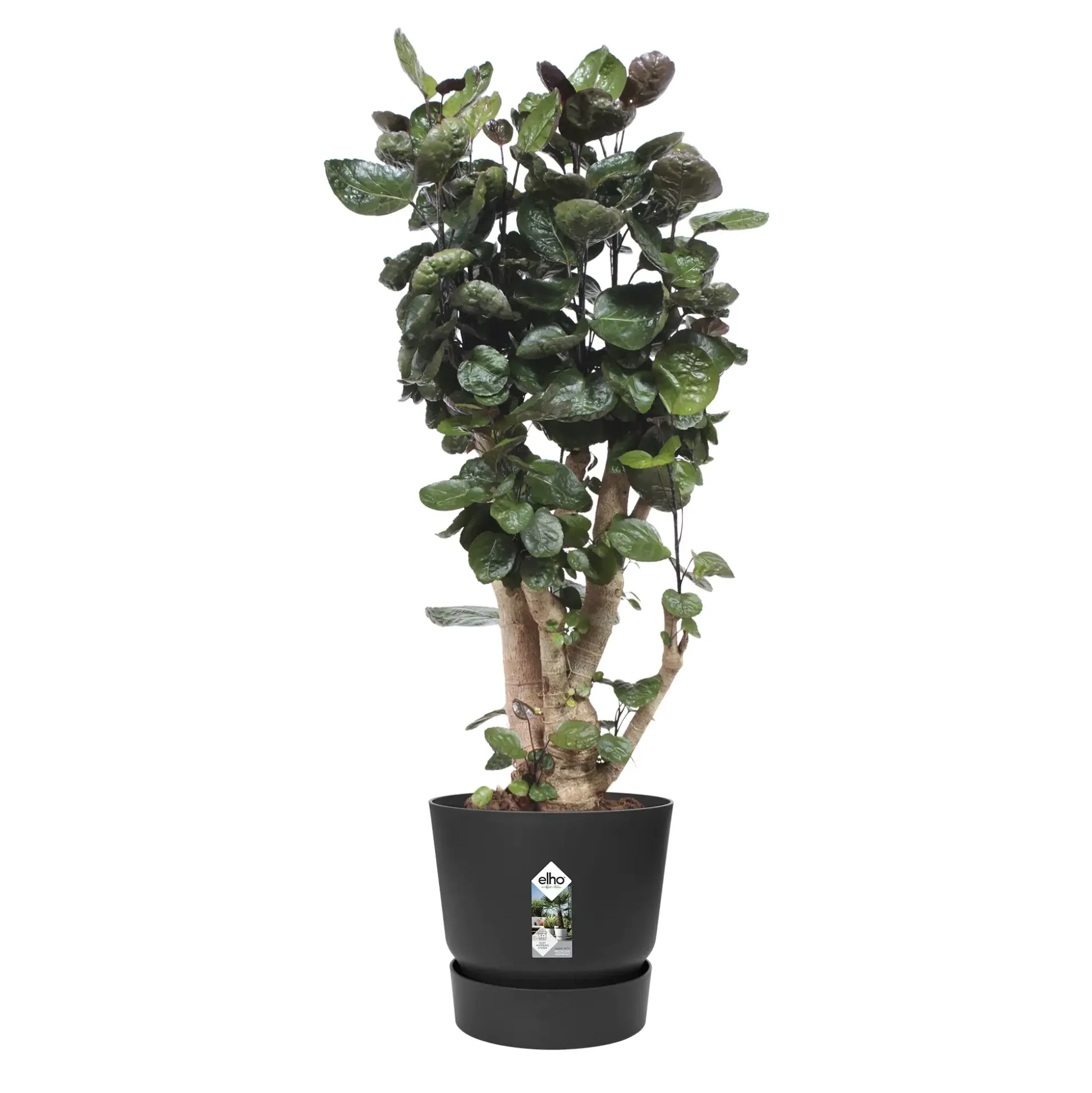 Elho Pflanztopf Greenville Ø 47 x 44 cm living schwarz
