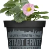 Erdbeere Pink Wonder Stadt Ernte H ca 20 cm 17 cm Topf