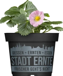 Erdbeere Pink Wonder Stadt Ernte H ca 20 cm 17 cm Topf