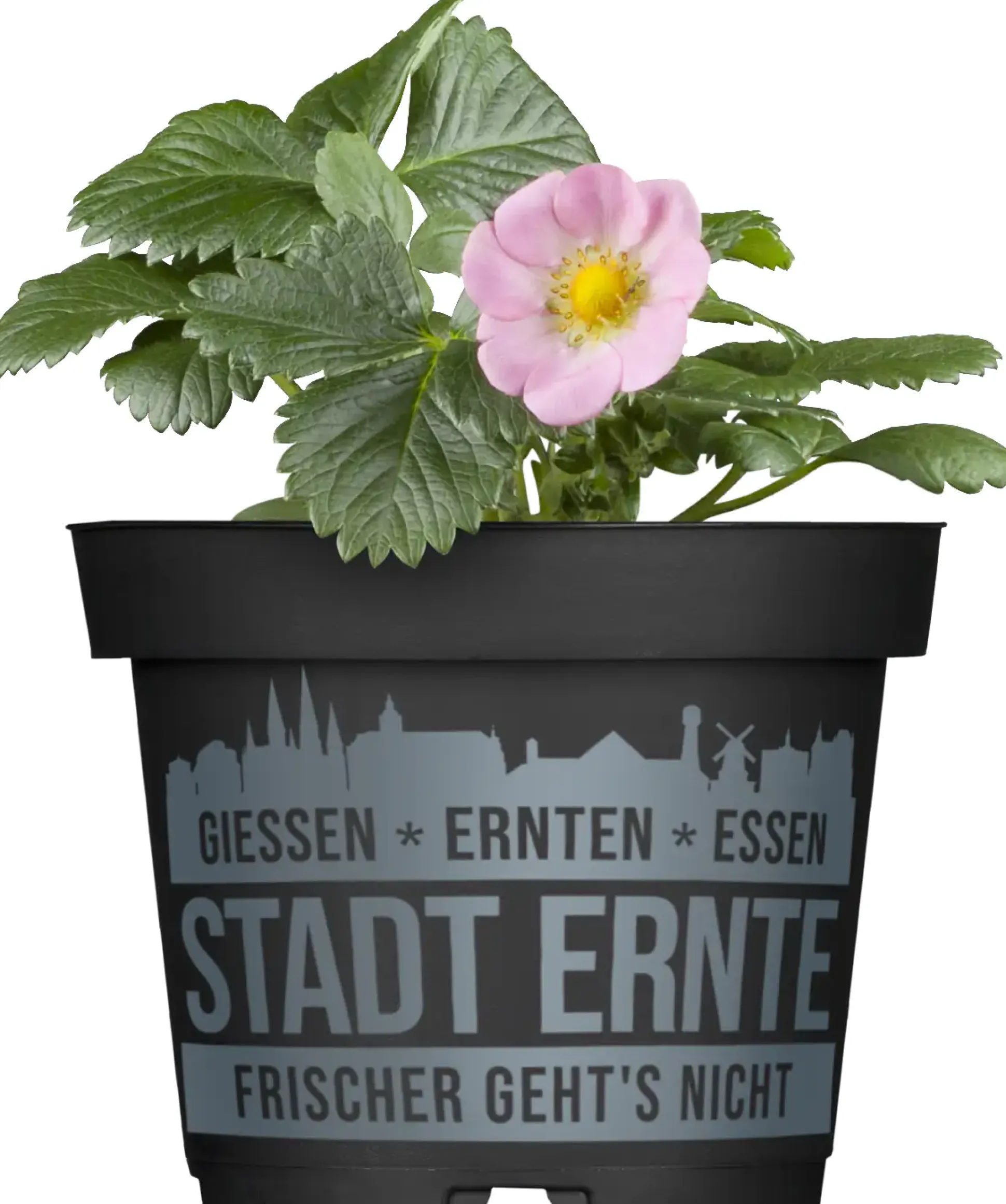 Erdbeere Pink Wonder Stadt Ernte H ca 20 cm 17 cm Topf