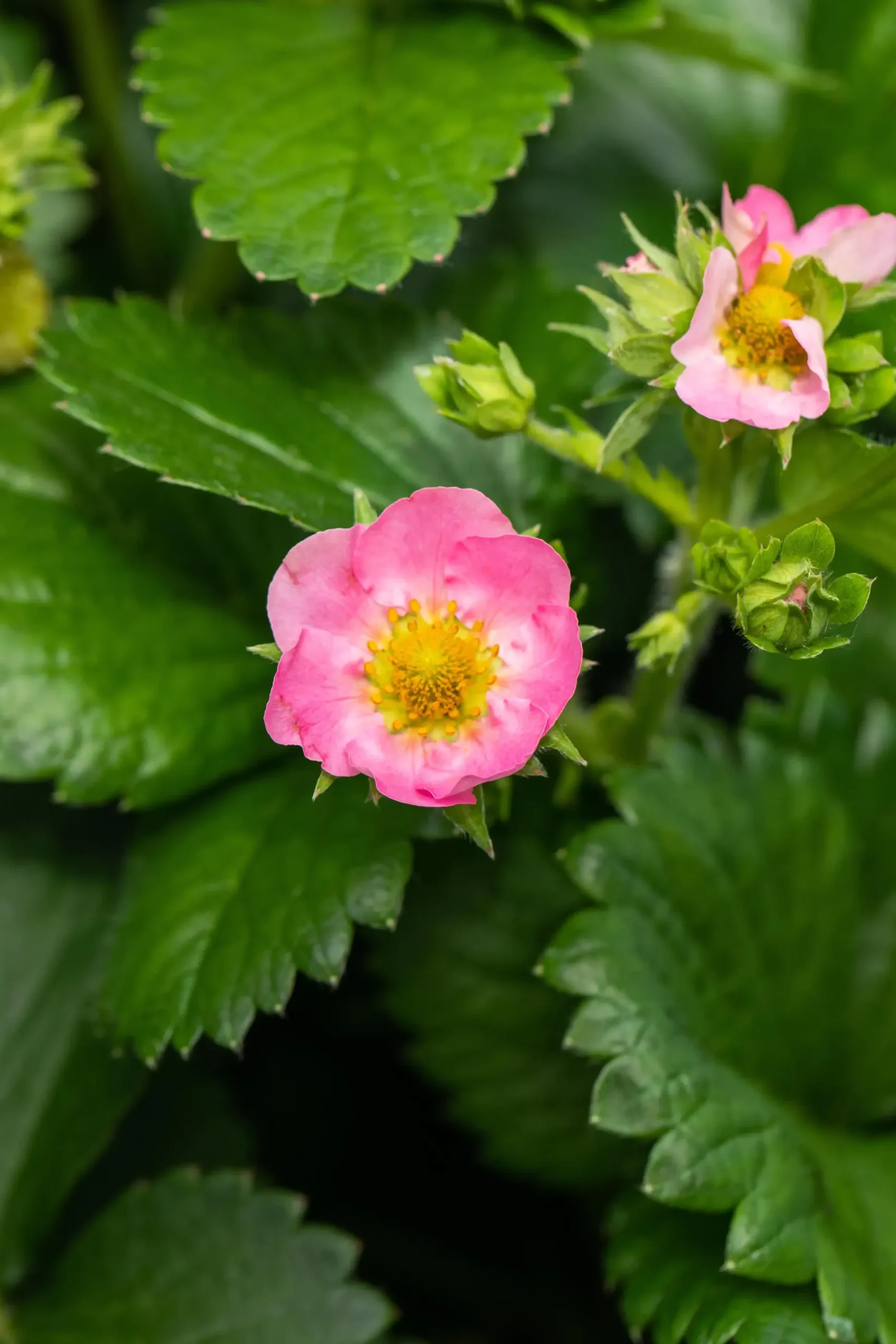 Erdbeere Pink Wonder Stadt Ernte H ca 20 cm 17 cm Topf