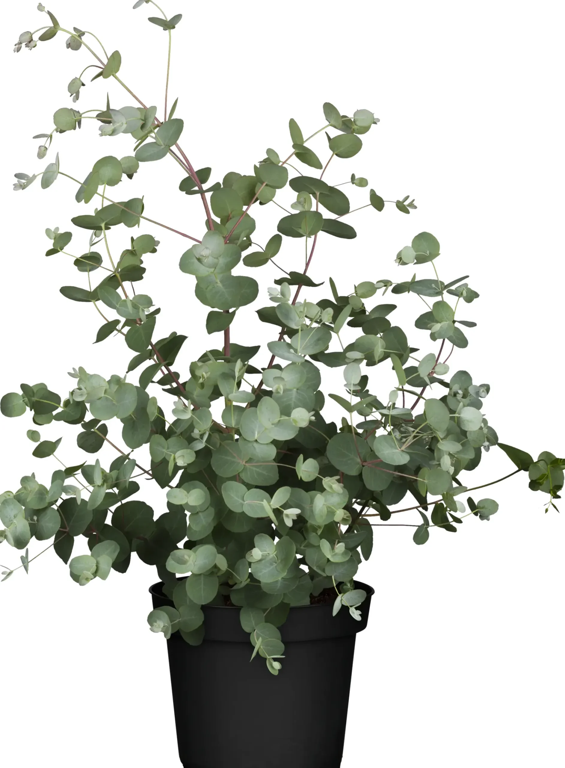 Eucalyptus gunnii Eukalyptus Busch 19 cm Topf