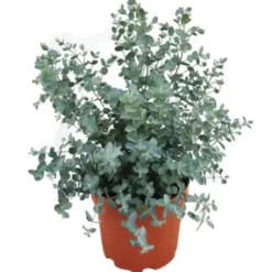 Eucalyptus gunnii Eukalyptus Busch 19 cm Topf