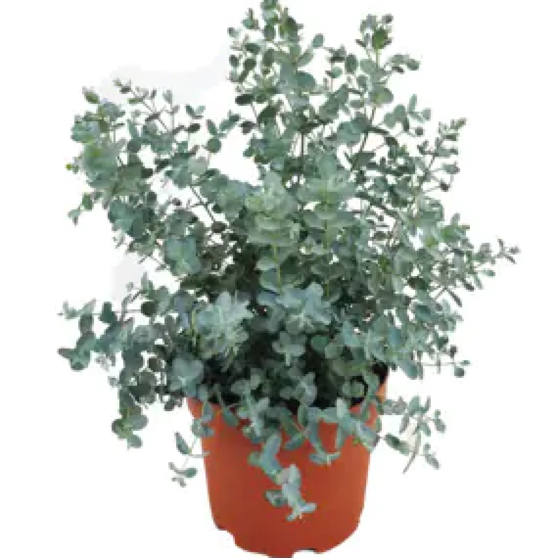 Eucalyptus gunnii Eukalyptus Busch 19 cm Topf